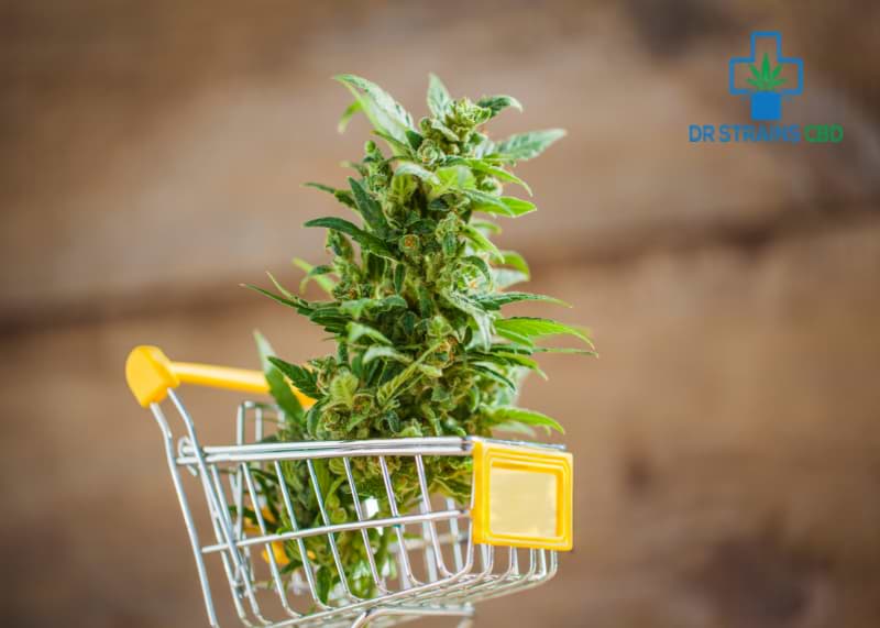 Mistakes to Avoid While Buying Hemp Flower for Sale Online