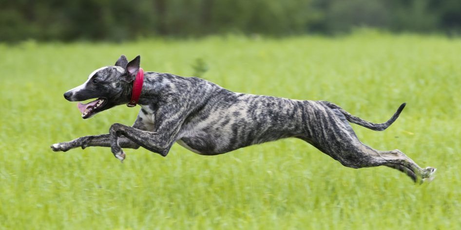 Know Everything About Greyhounds