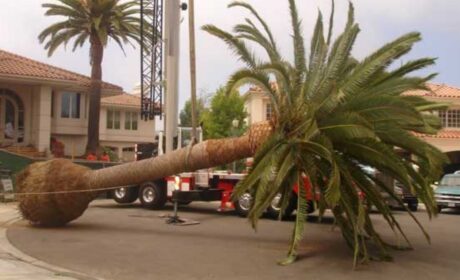 All About Palm Tree Removal in Sacramento