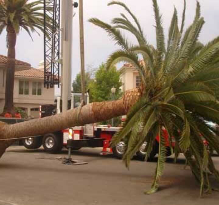 All About Palm Tree Removal in Sacramento