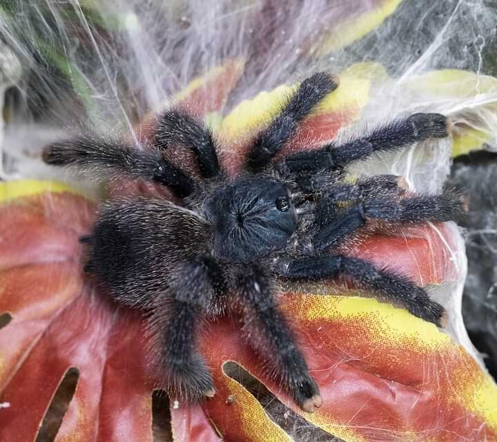 How to Keep and Care for Your Pink Toe Tarantulas as Pets?