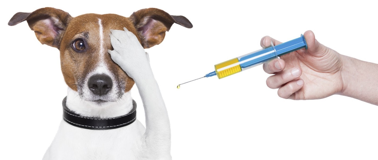 Importance of Vaccination and Canine Adenovirus Type 2 (CAV-2) Infection