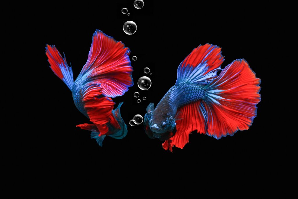 How Often Do You Feed a Betta Fish - Adclays