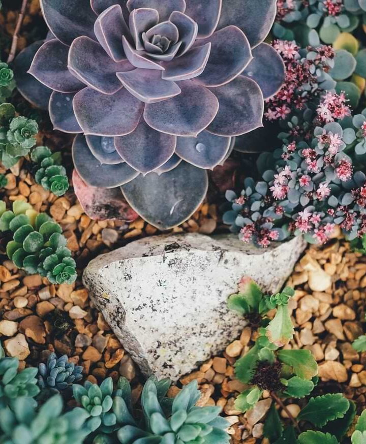 5 Reasons Why Everyone Should Buy Succulent Plants