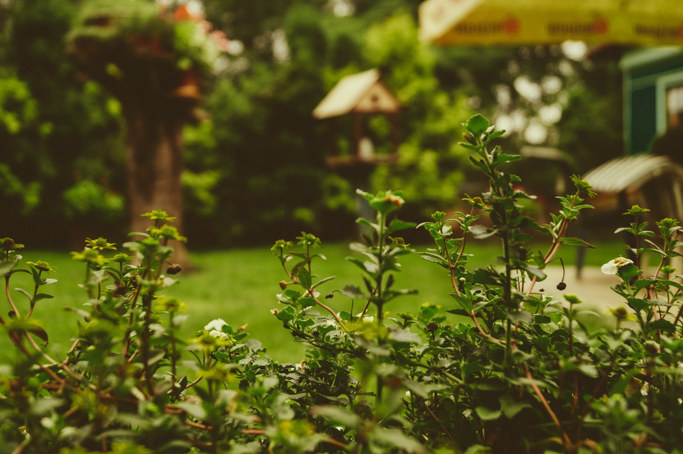 Enhance the Beauty of Your Backyard with These Tips