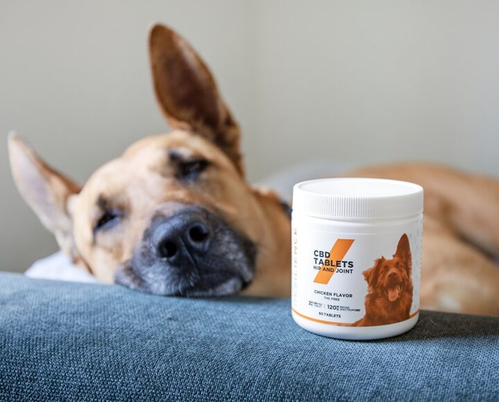 A Guide to Using CBD to Treat Dog Seizures