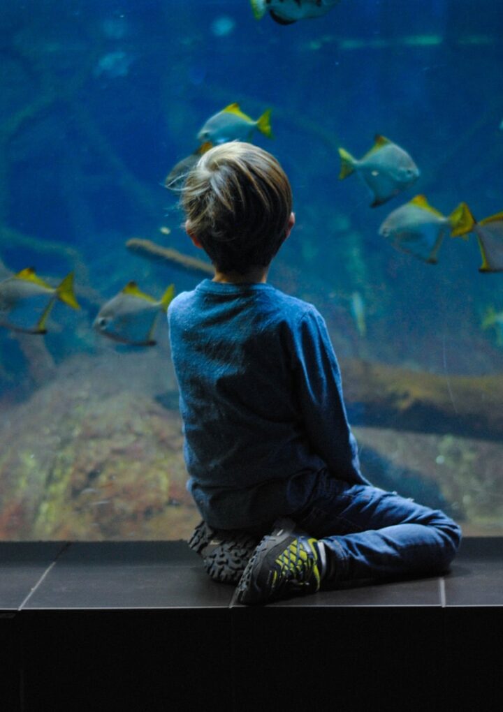 Misperception About Fish In The Aquarium