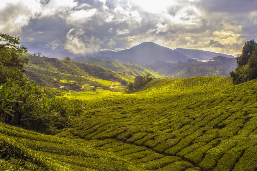 5 Amazing Places To Visit In Munnar “The Switzerland of South India”