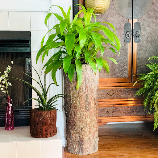Indoor Decorative Planters to Uplift the Aesthetics!