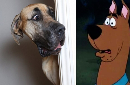 Know what kinda dog is Scooby Doo?