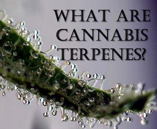 A Quick Guide To Cannabis Terpenes