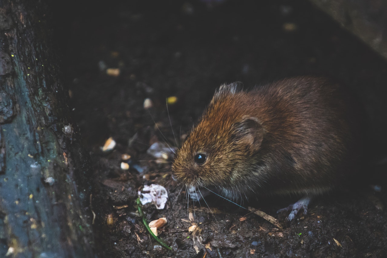 7 Useful Hacks to Avoid Rats in Your Garden