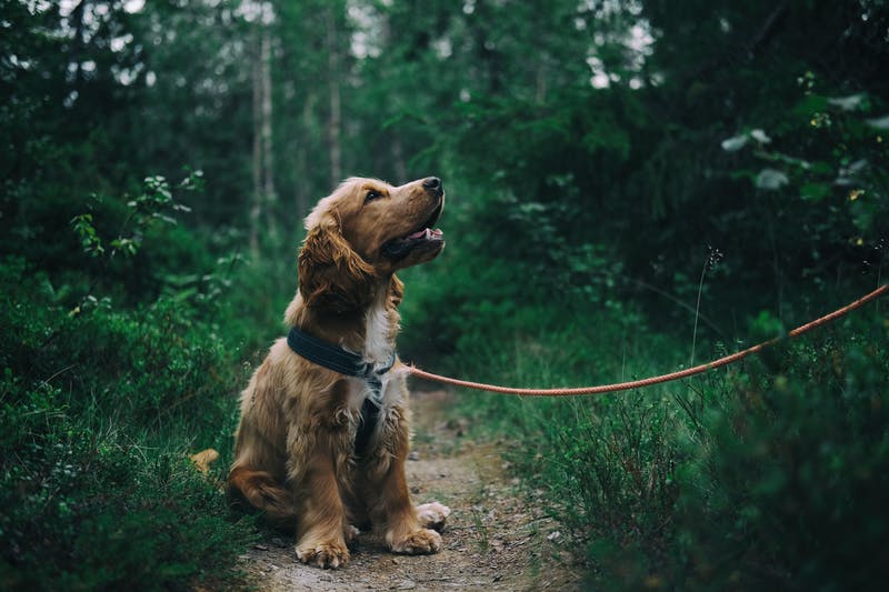 How You Can Keep Your Dog Happy and Healthy
