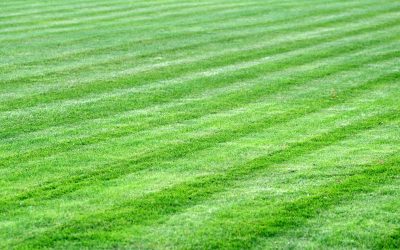 What Are Weed Treatment and Lawn Dethatching Services?